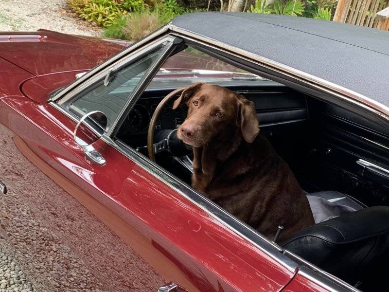 00 Dog in Charger.jpg