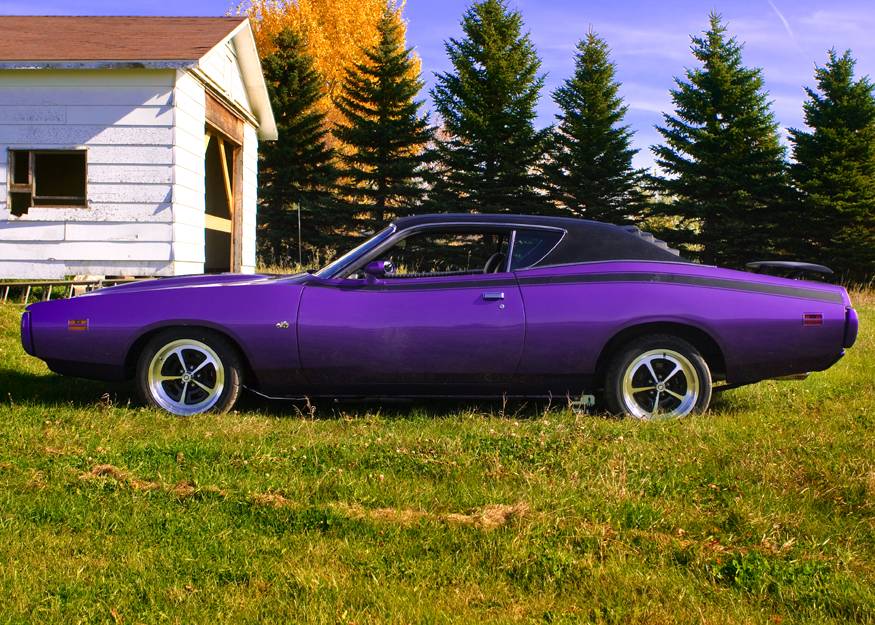 00021971PlumCrazySuperbee.jpg