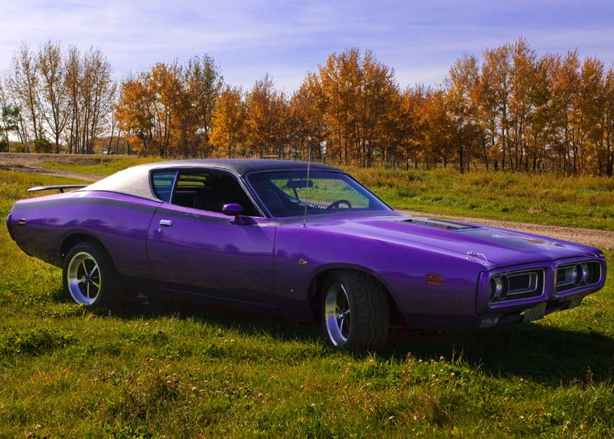 00031971PlumCrazySuperbee.jpg