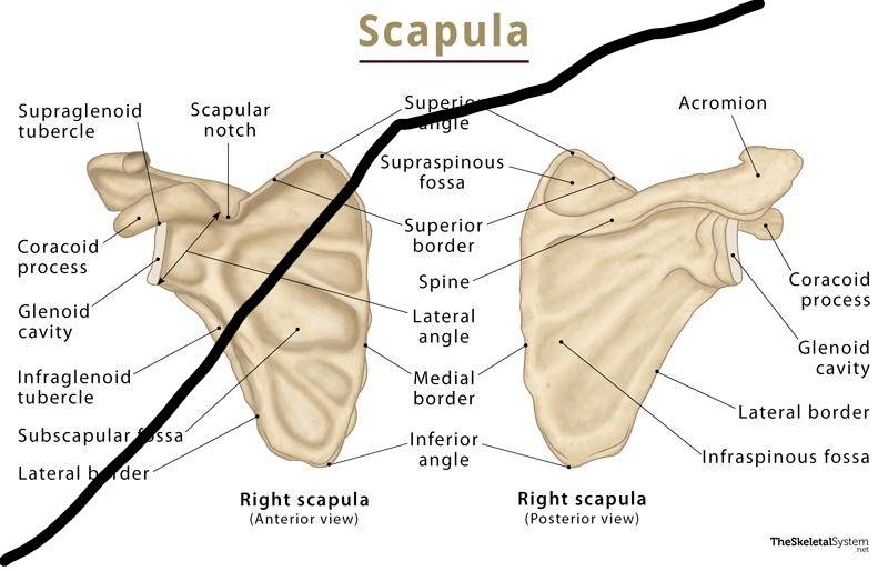 01 scapula (2).jpg