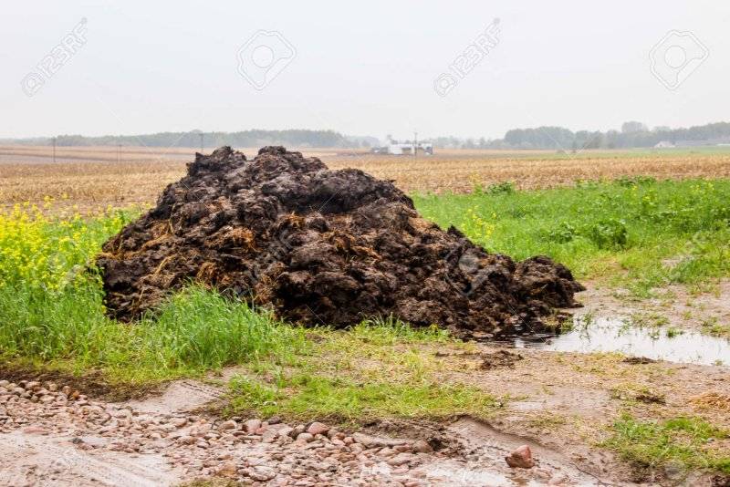 132074205-fertilizer-from-cow-manure-and-straw-a-pile-of-manure-black-color-lies-on-the-edge-o...jpg