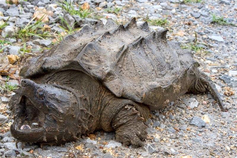 alligator-snapping-turtle.jpg