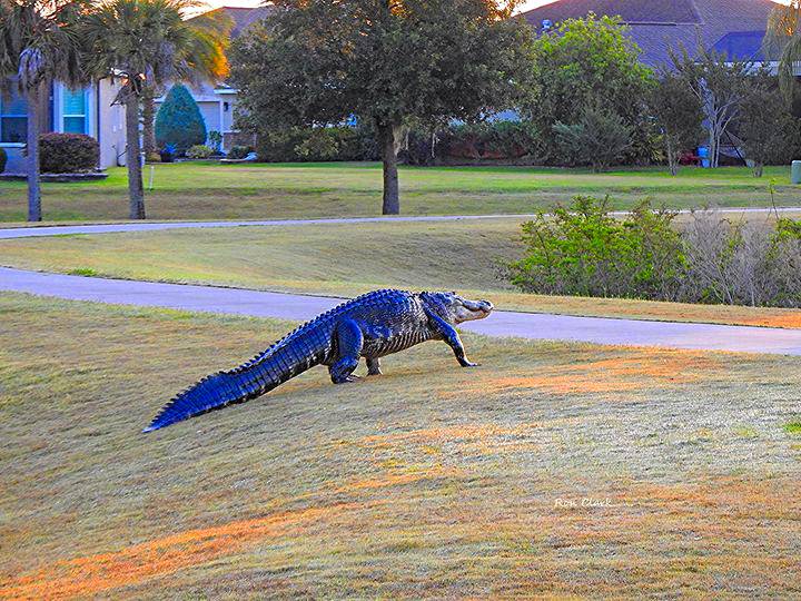 alligator walking along Villages Path.jpg