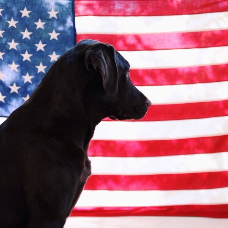 American Flag & a Lab.jpg