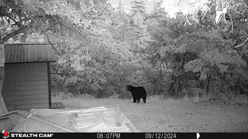 Bear Sept 12 2024A.JPG