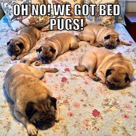 betpugs.jpg