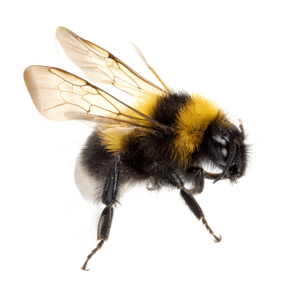 Bumblebee.png