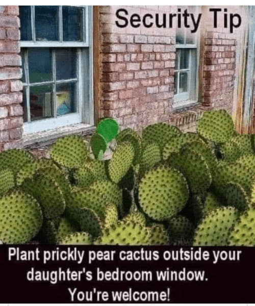 Cactus (2).png