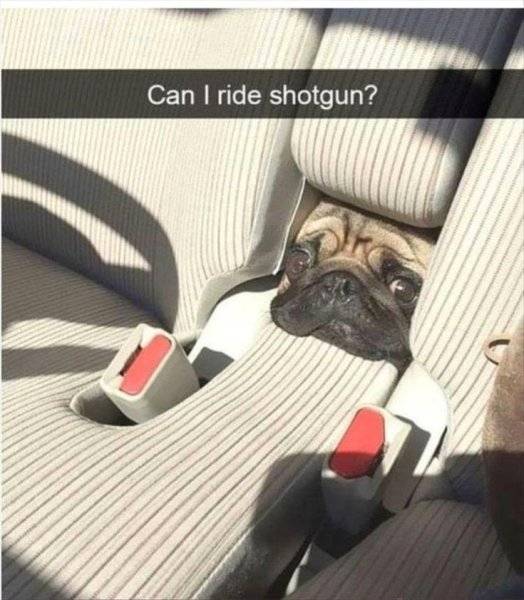 can-ride-shotgun.jpeg