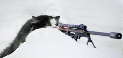 cat_sniper.jpg.cf.jpg