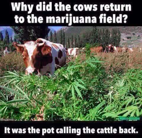 Cattle and Pot.jpg