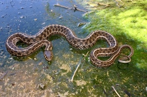 checkered-garter-snake-large.jpg