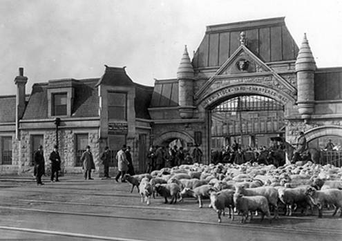 Chicago  Stockyards - 1905.jpg