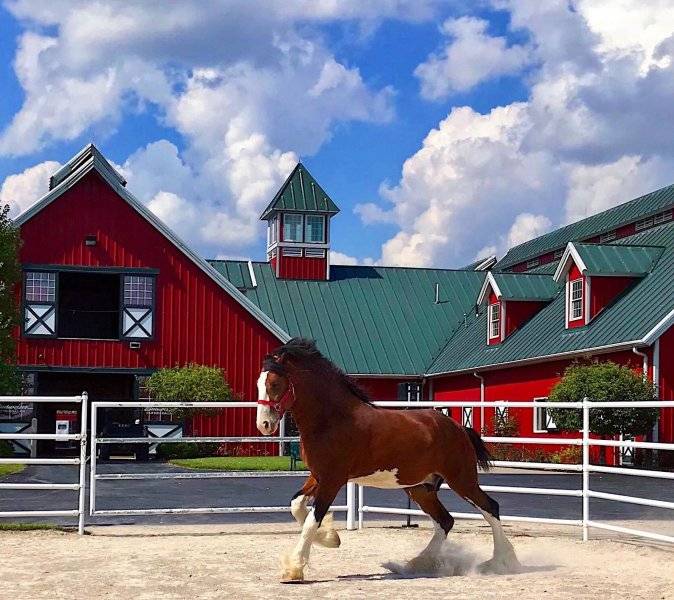 Clydesdales Warm Springs Ranch Boonville, MO (2).jpg