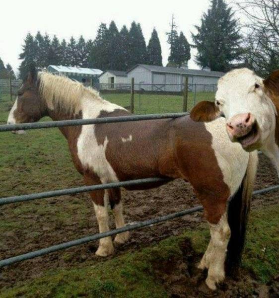 Cow photobombs horse.jpg