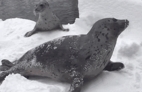 Curious seals.gif