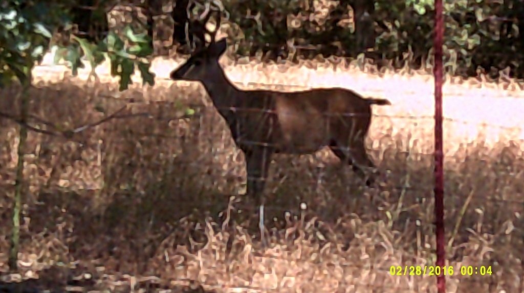 Deer Buck Aug 8th (2) Sonora.JPG