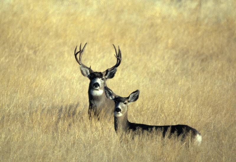 Deer Calif. mule deer Buck & doe.jpg