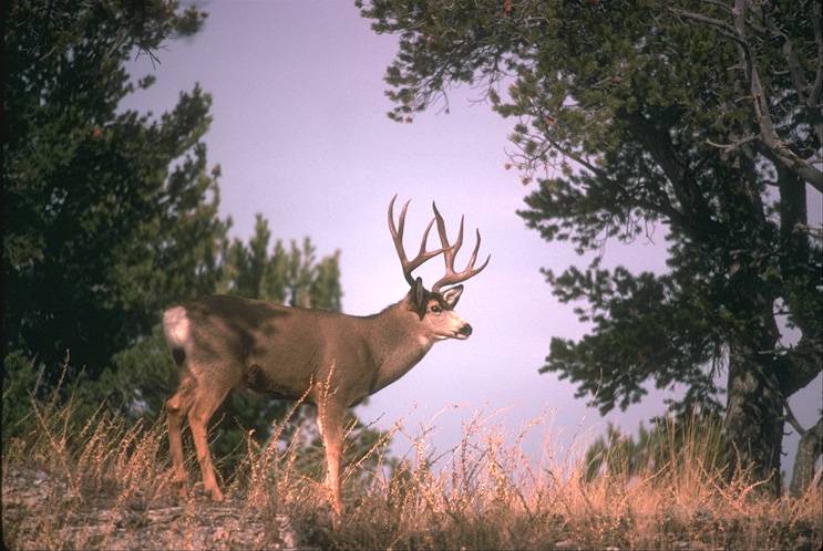 Deer Calif. mule deer.jpg