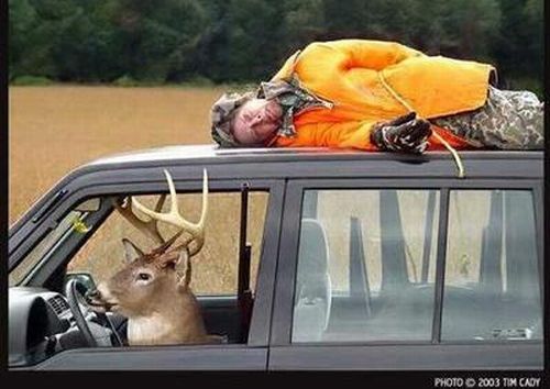 Deer Hunter Becomes Hunted.jpg