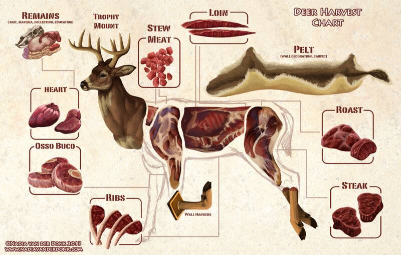 Deer meat white tailed deer-parts.jpg
