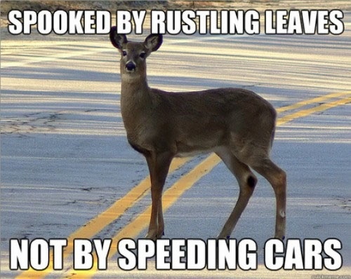 Deer Spooked.jpg