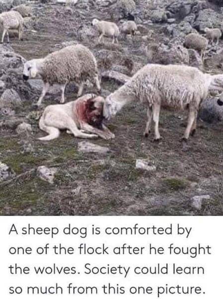 Dog a sheep dog bloodied after defending the flock from wolves.jpg