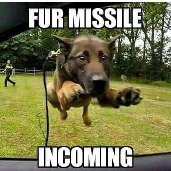 Dog Belgin Malanious Fur Missile -Incoming-.jpg