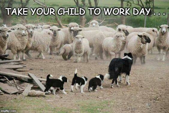 Dog Border Collie -take you family to work day-.jpg