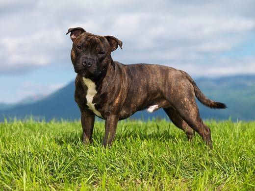 dog-breed-staffordshire-bull-terrier.jpg