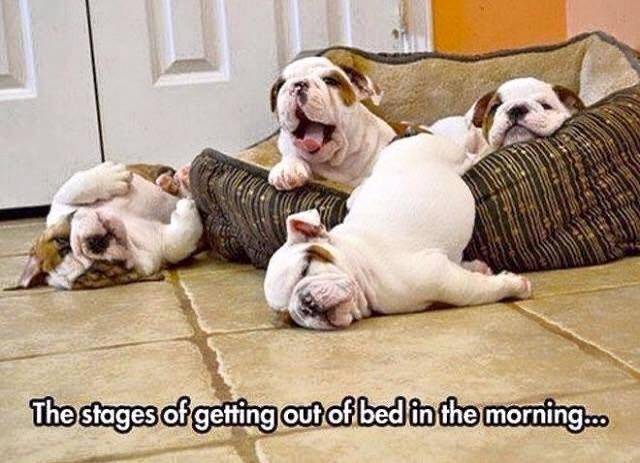 Dog Bull dog Puppies yawning & rolling out of bed.jpg