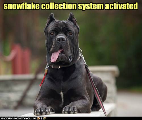 Dog Cane Corso Snowfalke collection system.jpg