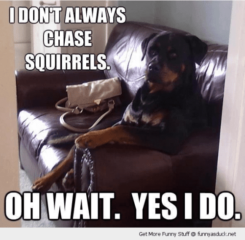 Dog Chasing Squirrel quote.png