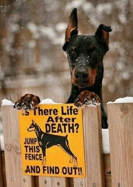 Dog Doberman is ther life after death jump this fence & find out.jpg