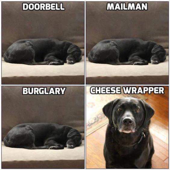 Dog Door bell mail man burgeler -cheese wrapper-.jpg