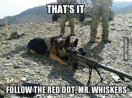 Dog Follow the red dot Mr. Wiskers.jpg