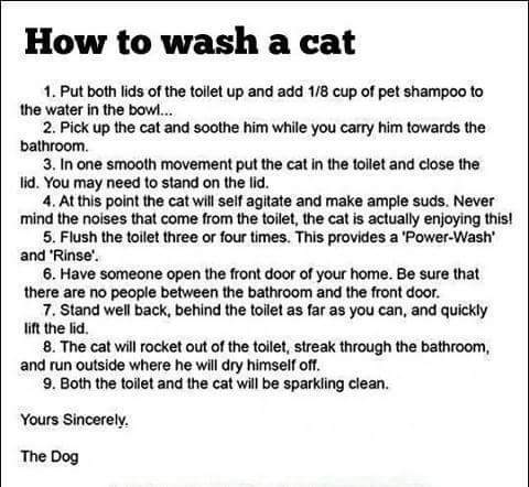 Dog How to wash a cat.jpg