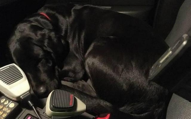 Dog Lab lost fell asleep in Tuolumne Co. Sheriff's car cold dog Dec 7th 2016.jpg