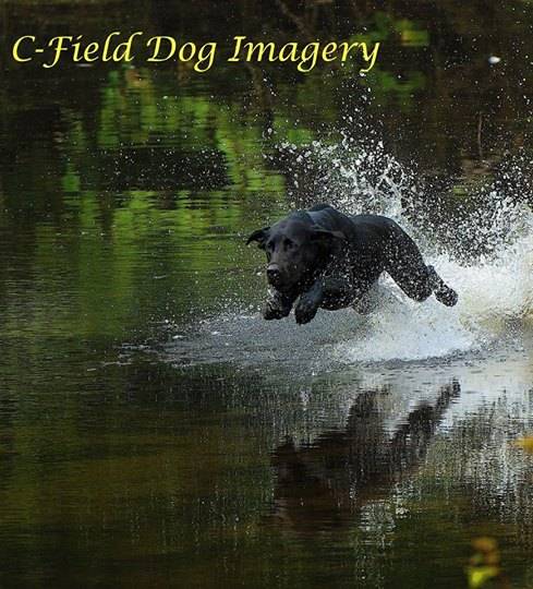 Dog Lab pup In retriever Training.jpg