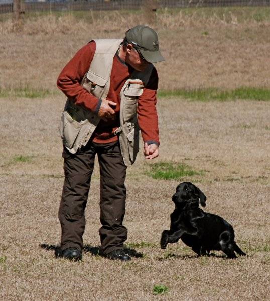 Dog Lab Puppy field training.jpg