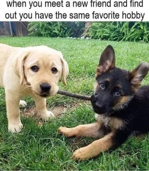 Dog Lab Puppy & Shepherd puppy sharing a stick - when you meet someone that shares.jpg