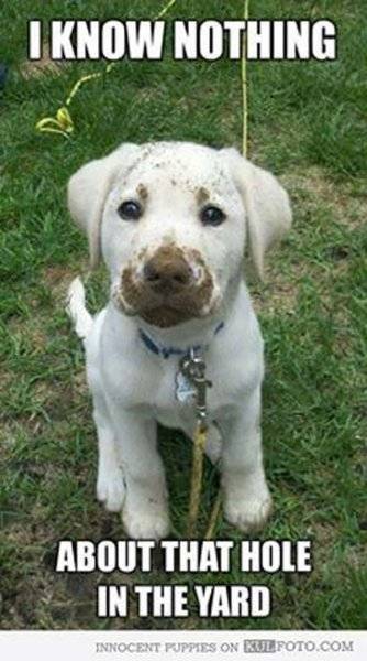 Dog Lab puppy what hole.jpg