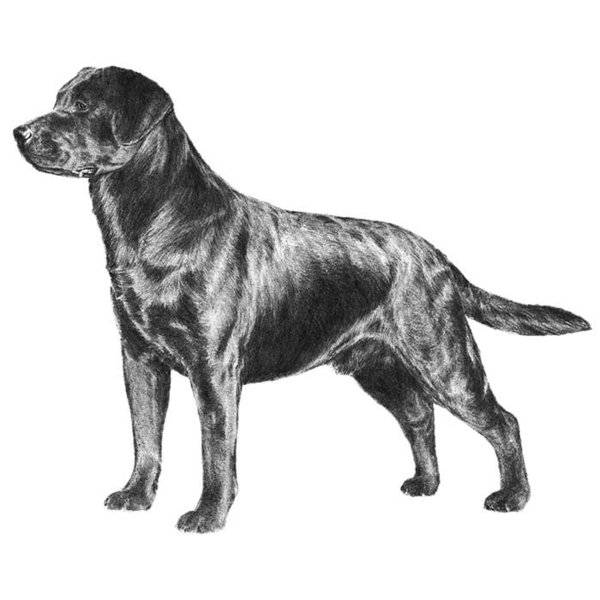 Dog Labrador Retriever.jpg