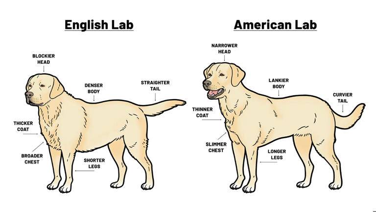 Dog Labs American vs English.jpg