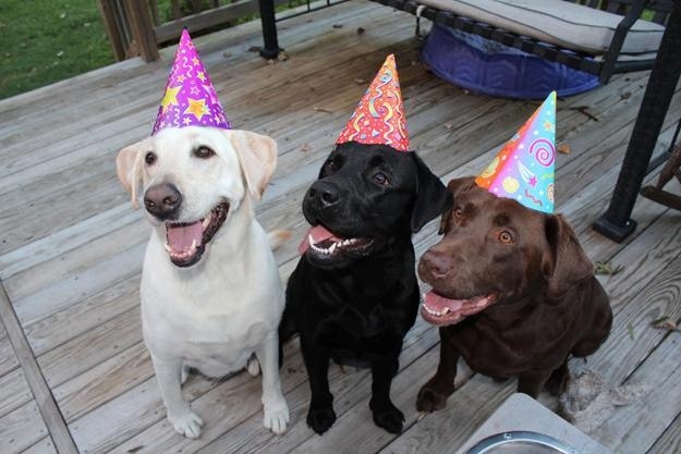 Dog Labs Happy Birthday.jpg