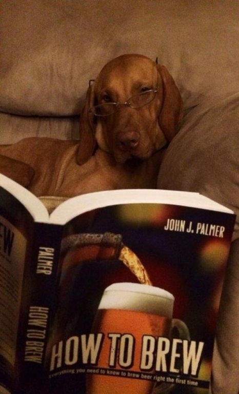 Dog Looking into home brew.jpg