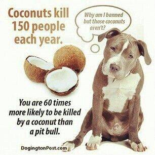 Dog Pit Bull Puppy 60 times more likely to be killed by a coconut.jpg