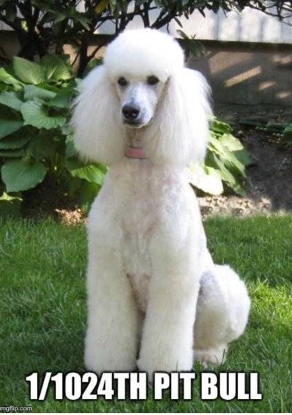 Dog Poodle 1-10024th Pitbul.jpg