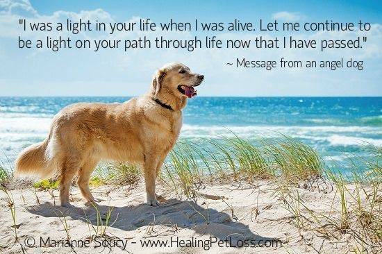 Dog Prayer Light in your life as I have passsed.jpg