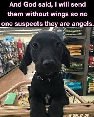 Dog puppy God I will send them witout wings no one suspects they're Angels.png